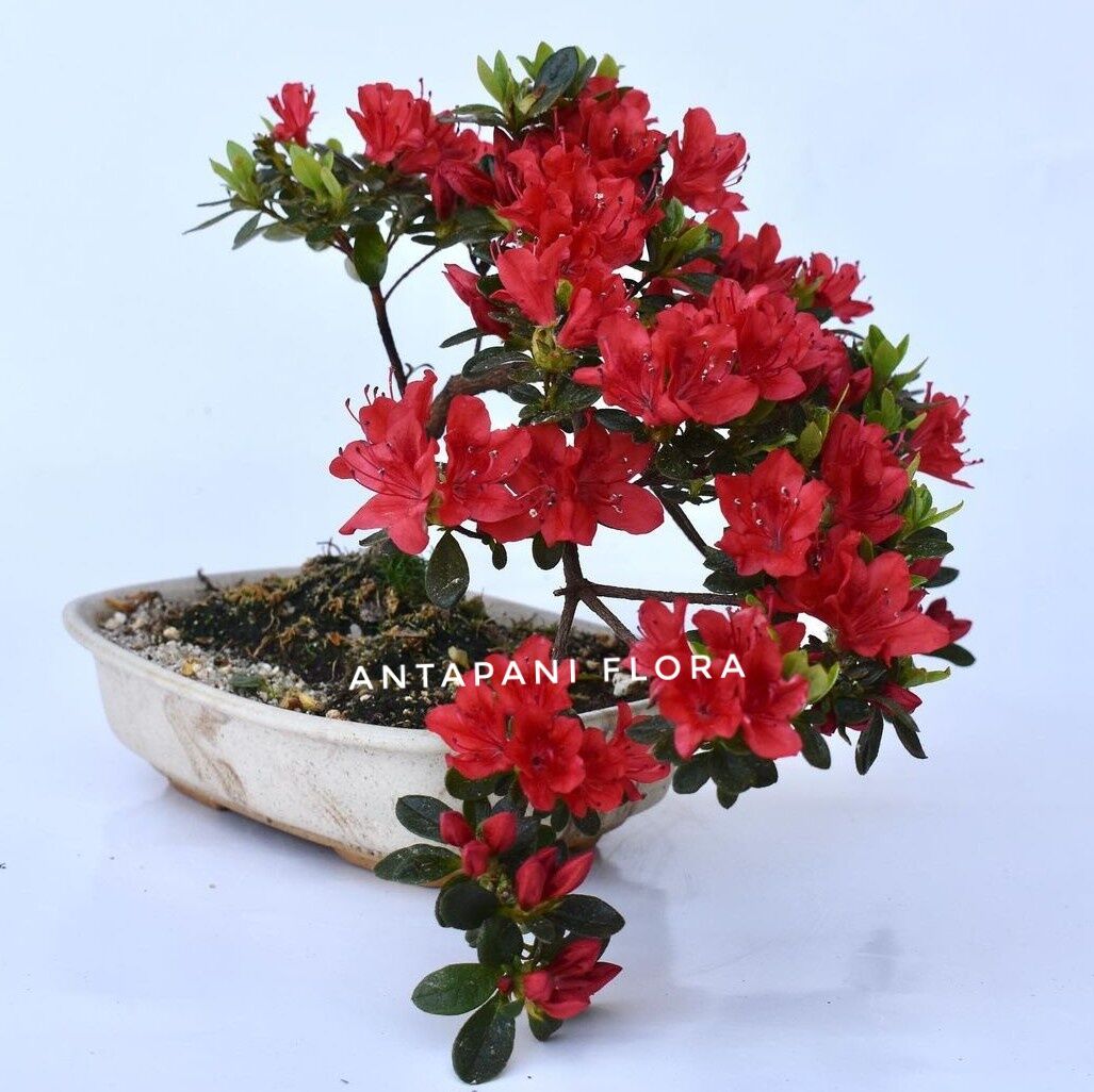 adrian holton add azalea antistia photo