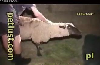 Man Screwing Sheep haute normandie