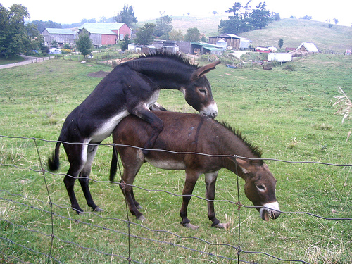 donkey sexxx