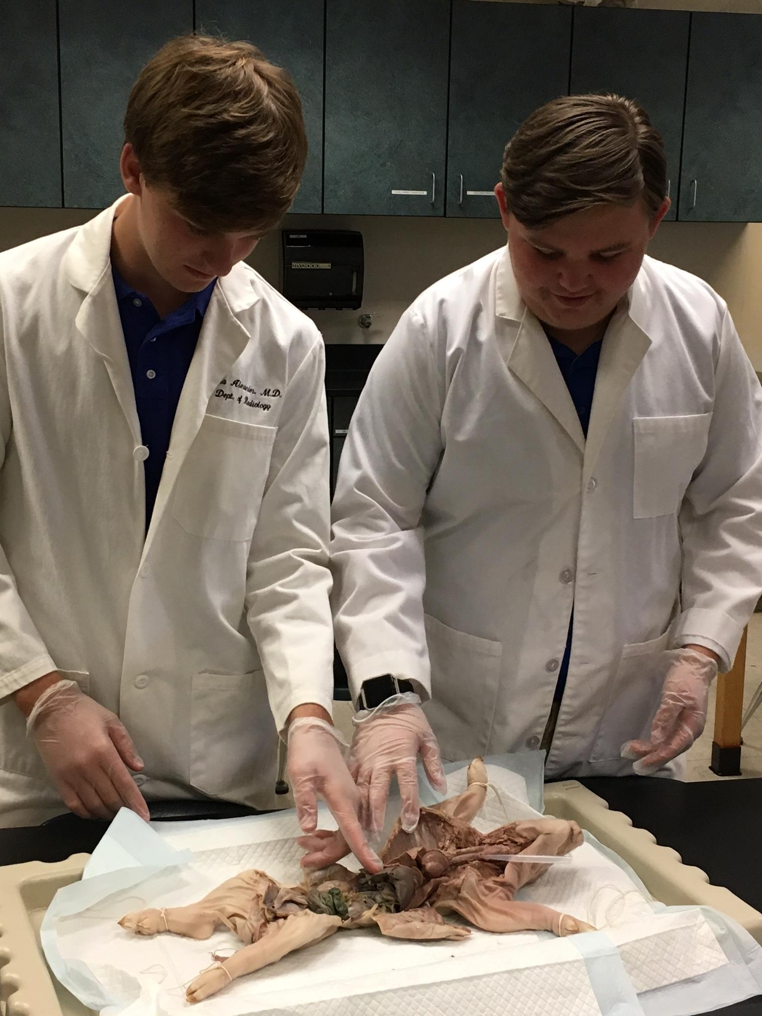 anatomy class porn - wives undress lana rhoades onlyfans videos