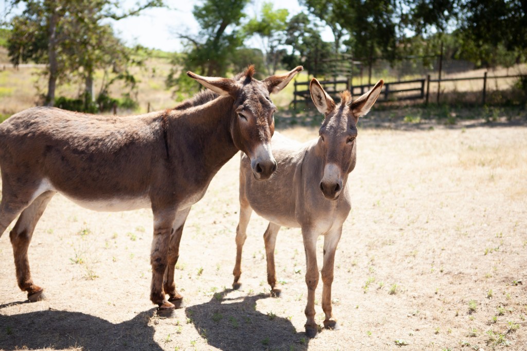 cherrie anne cruz add photo donkey sexxx