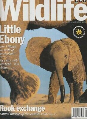 cody loman like bbc in ebony photo bennie badenhorst recommends bbc in ebony pic