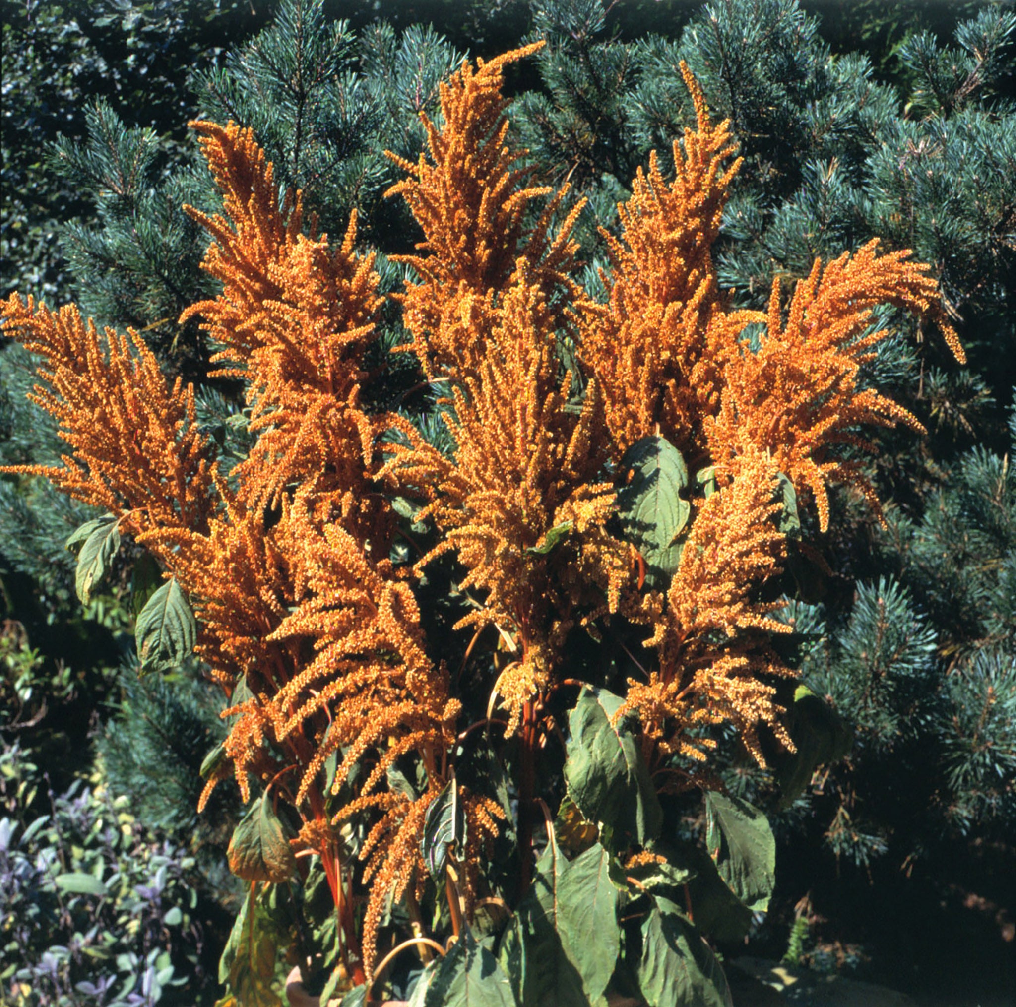 amaranth porn