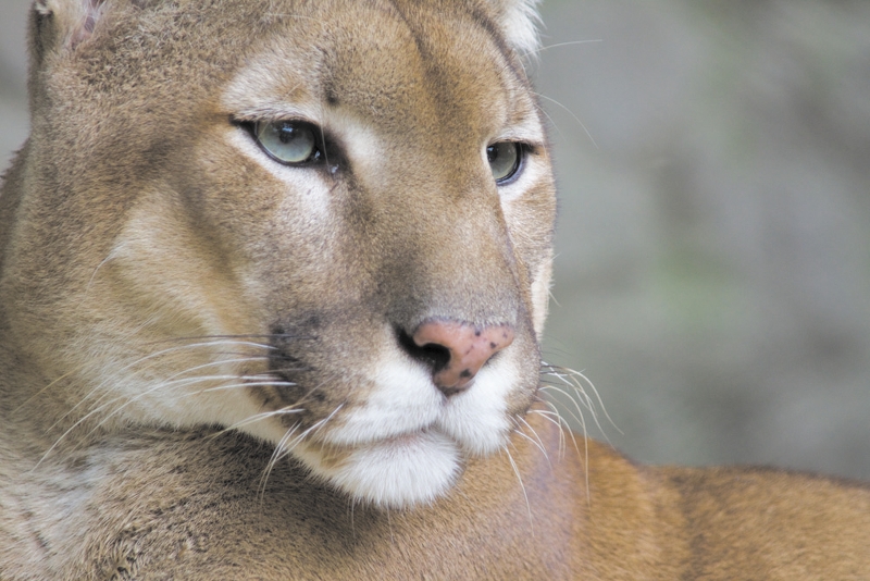 Cougar Picked Up no mebership