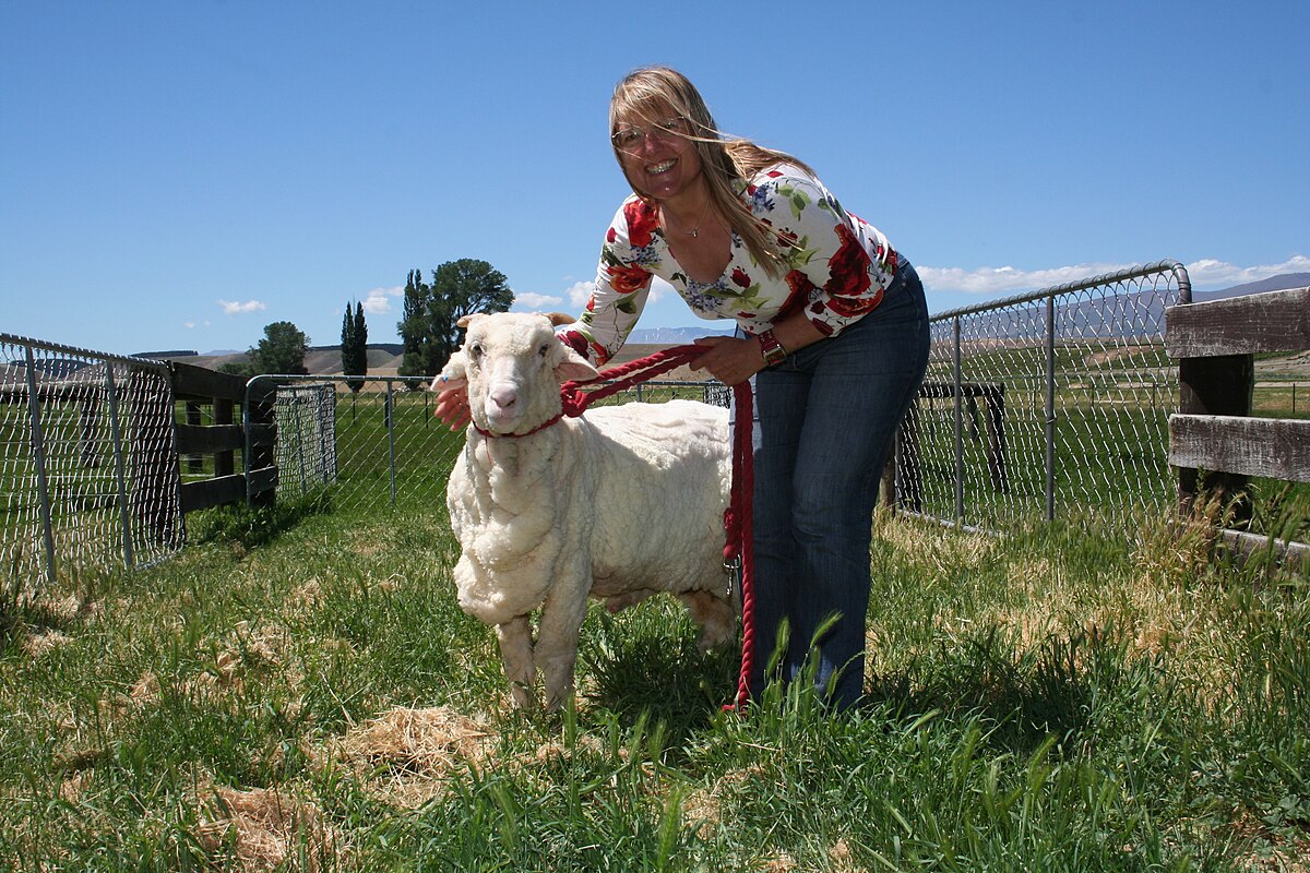 carol chartrand recommends man screwing sheep pic