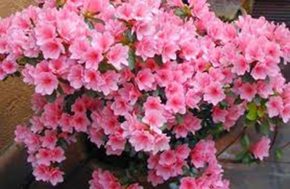 amber brawner recommends azalea antistia pic