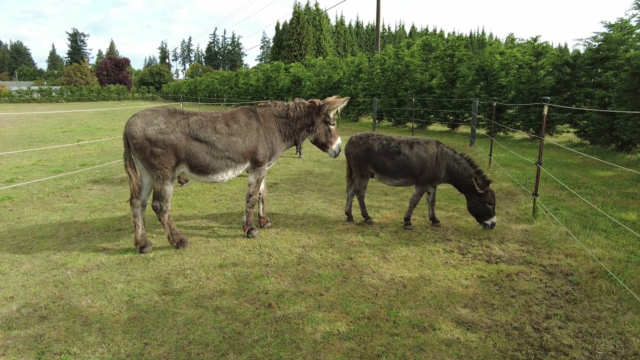 dawn cortes share donkey sexxx photos