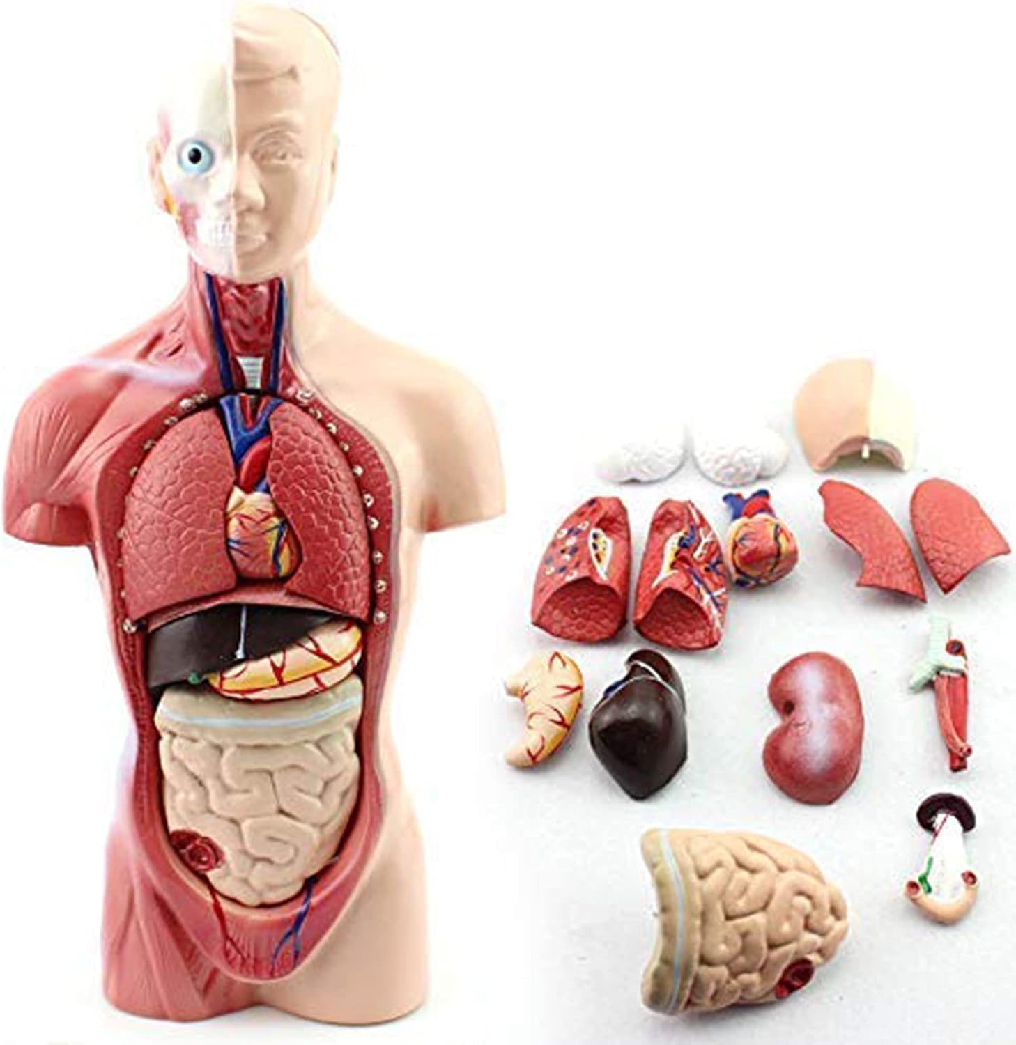 anatomy class porn - straight guys experimenting videos ms secret desires onlyfans