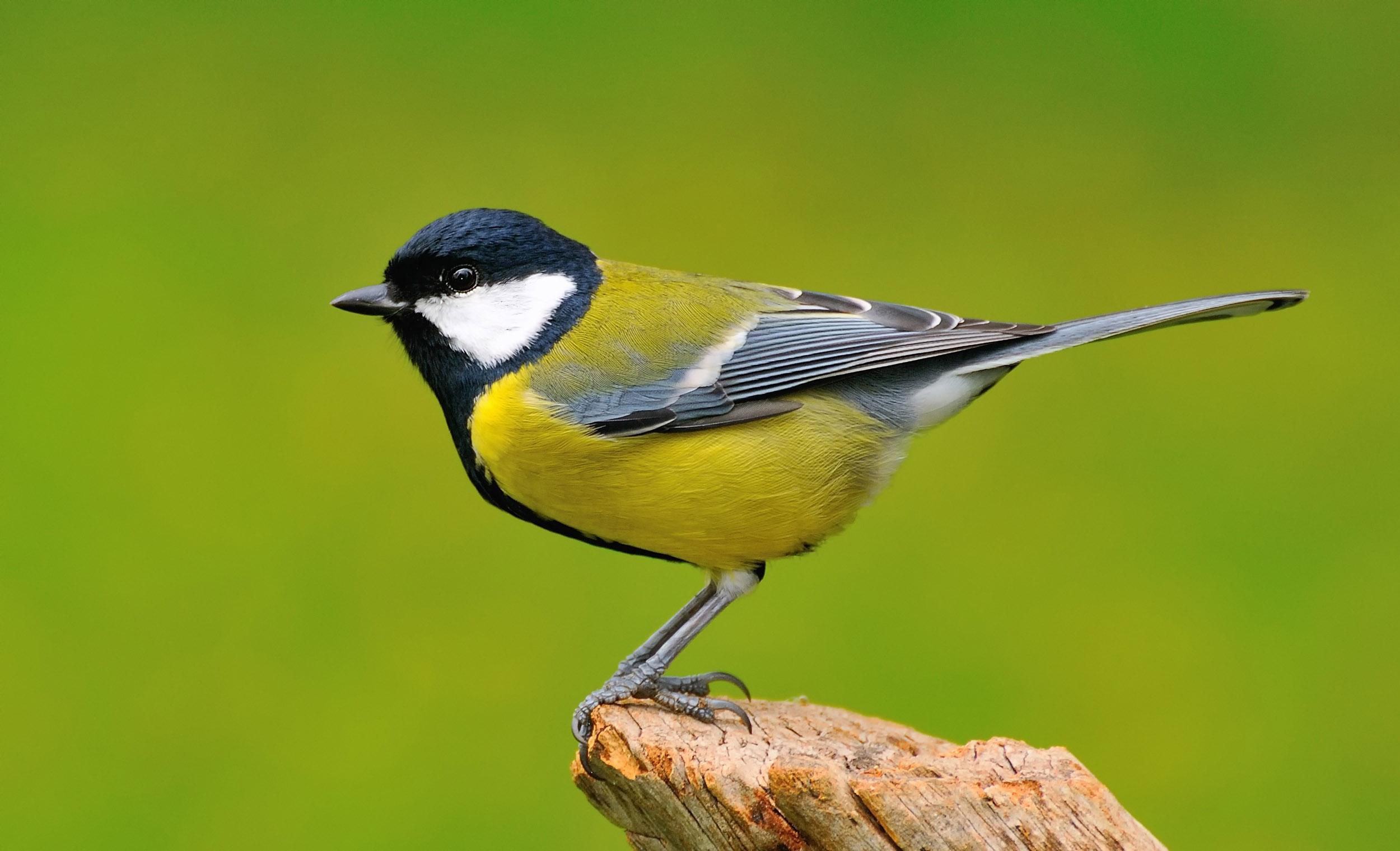 Best of Massive black tit pics