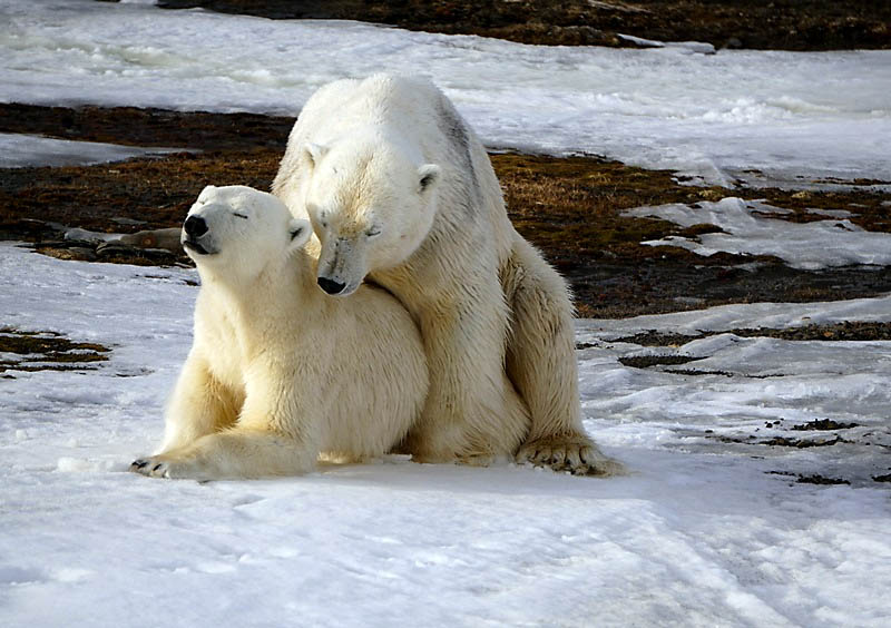 polar bear porn