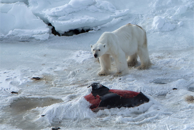 caroline kennett add photo polar bear porn